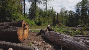 Best Commercial Tree Services  in Graton, CA