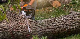 Best Lot and Land Clearing  in Graton, CA