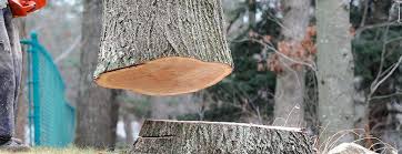 Professional Tree Care in Graton, CA
