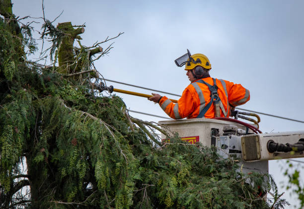 Best Arborist Consultation Services  in Graton, CA