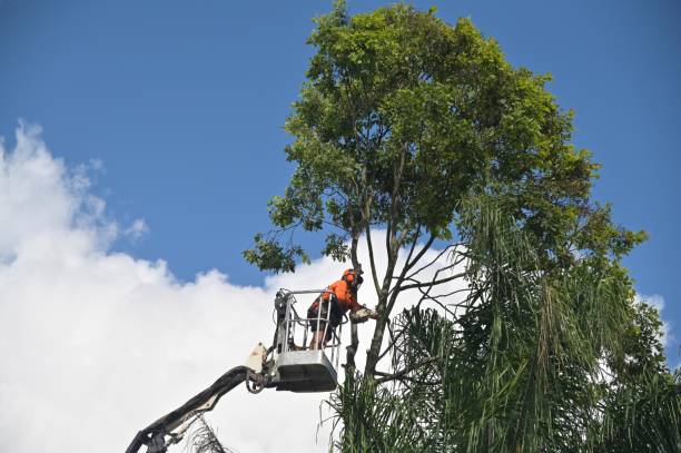 Best Storm Damage Tree Cleanup  in Graton, CA
