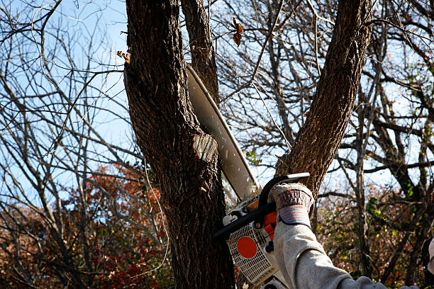 Best Utility Line Clearance  in Graton, CA