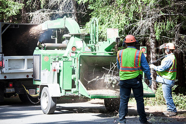 Best Firewood Processing and Delivery  in Graton, CA