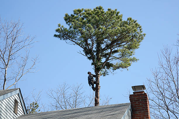 Best Leaf Removal  in Graton, CA