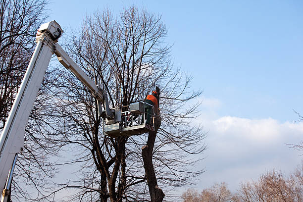 Best Fruit Tree Pruning  in Graton, CA