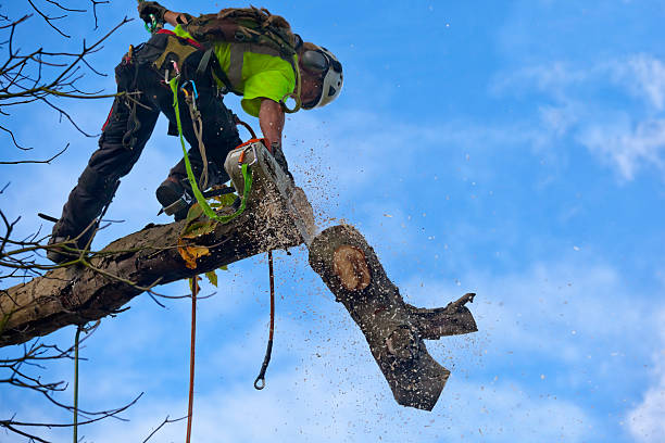How Our Tree Care Process Works  in  Graton, CA