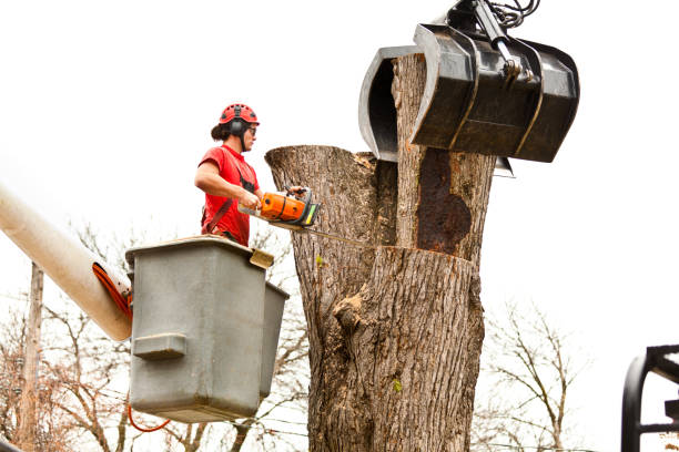 Best Palm Tree Trimming  in Graton, CA