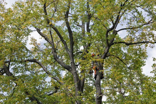 Best Tree and Shrub Care  in Graton, CA