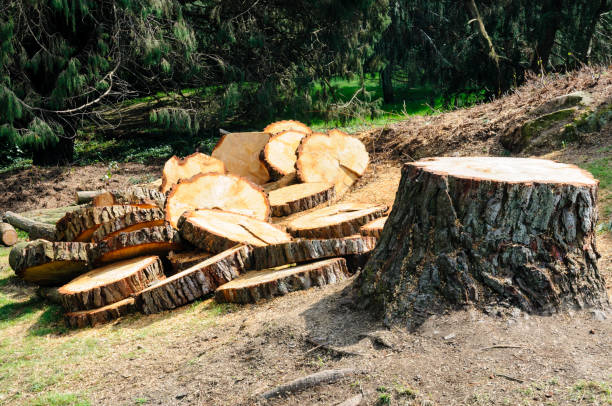 Best Lawn Renovation and Restoration  in Graton, CA